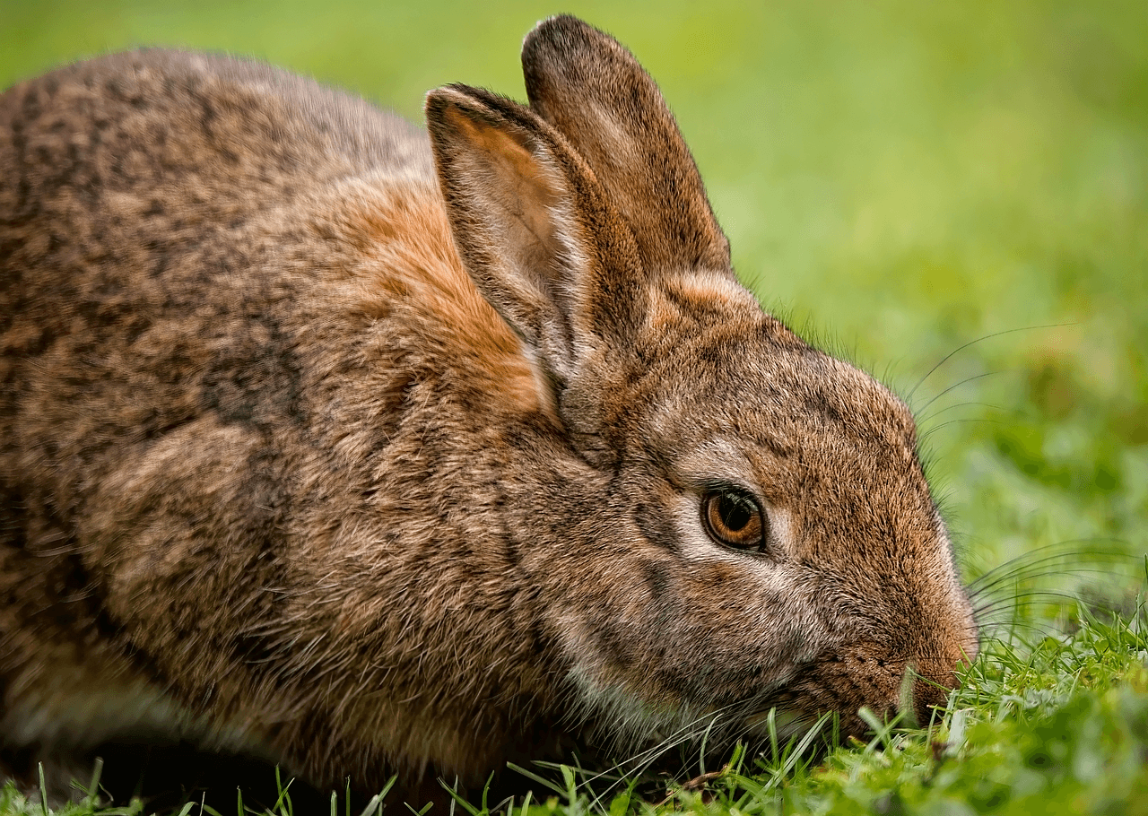 Looking for the ultimate Rabbit care guide? Explore top tips on rabbit nutrition, hygiene, housing, health checks, and enrichment for happy, long-living pets.