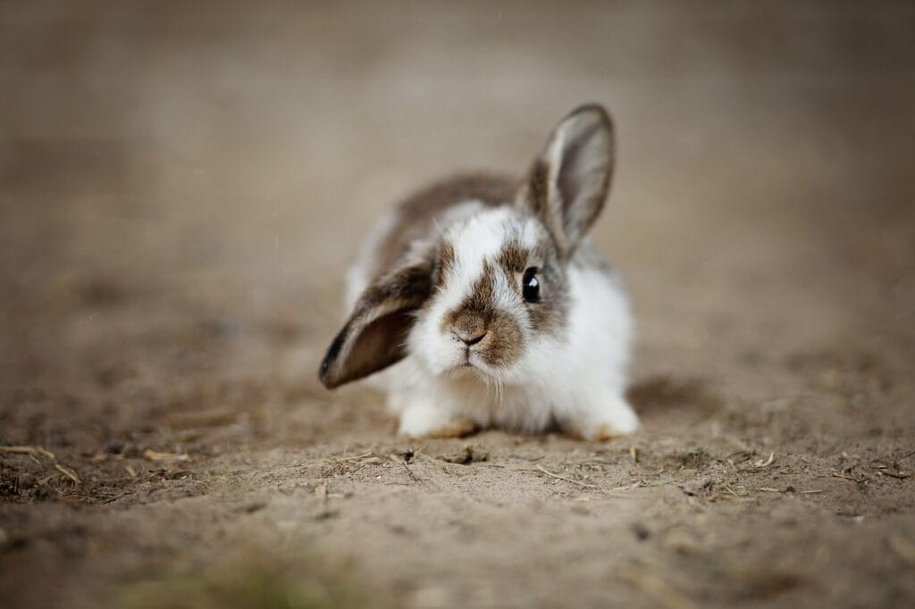 Rabbit care