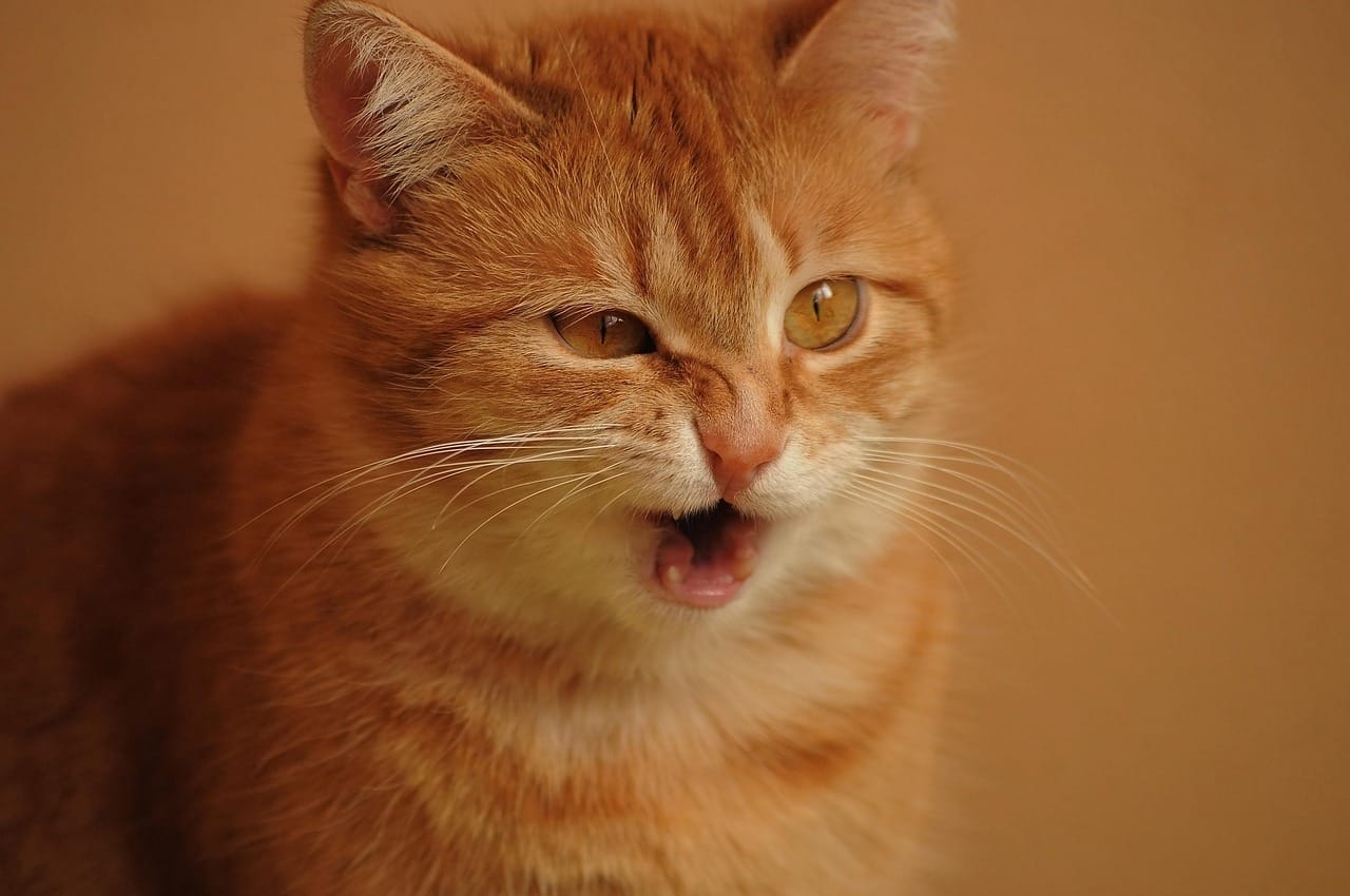 Discover why your cat is sneezing and learn the 8 critical warning signs that require immediate attention. Protect your feline today!