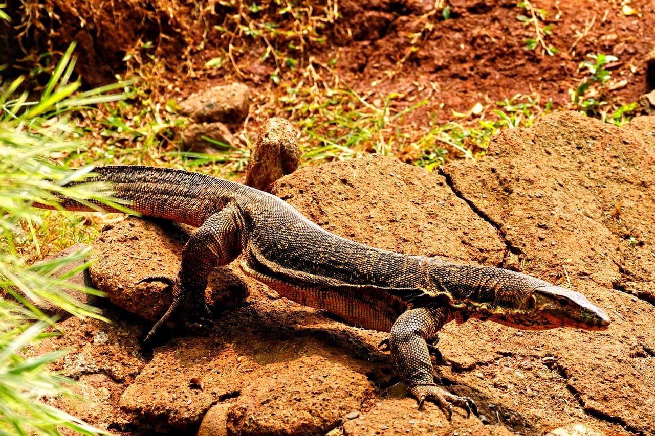 reptile 8944709 1280