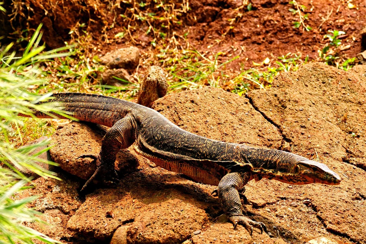 reptile 8944709 1280