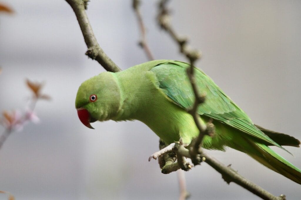 parakeet as pet: Indian ringneck parakeet