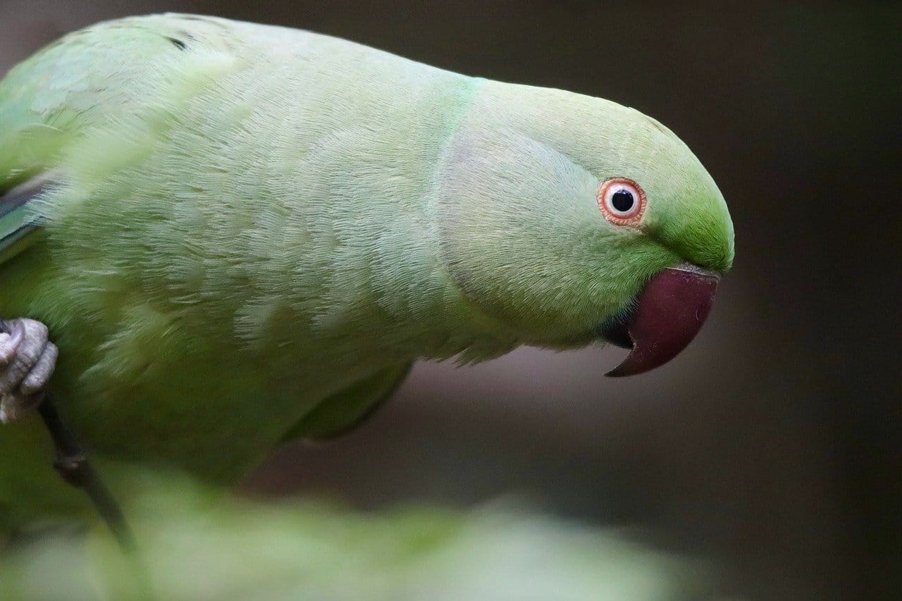 Discover the ultimate Indian ringneck Parakeet care guide. Learn feeding, training, and housing tips that will transform your pet's life.
