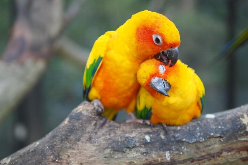 parakeet as pet: budgerigar: sun conure