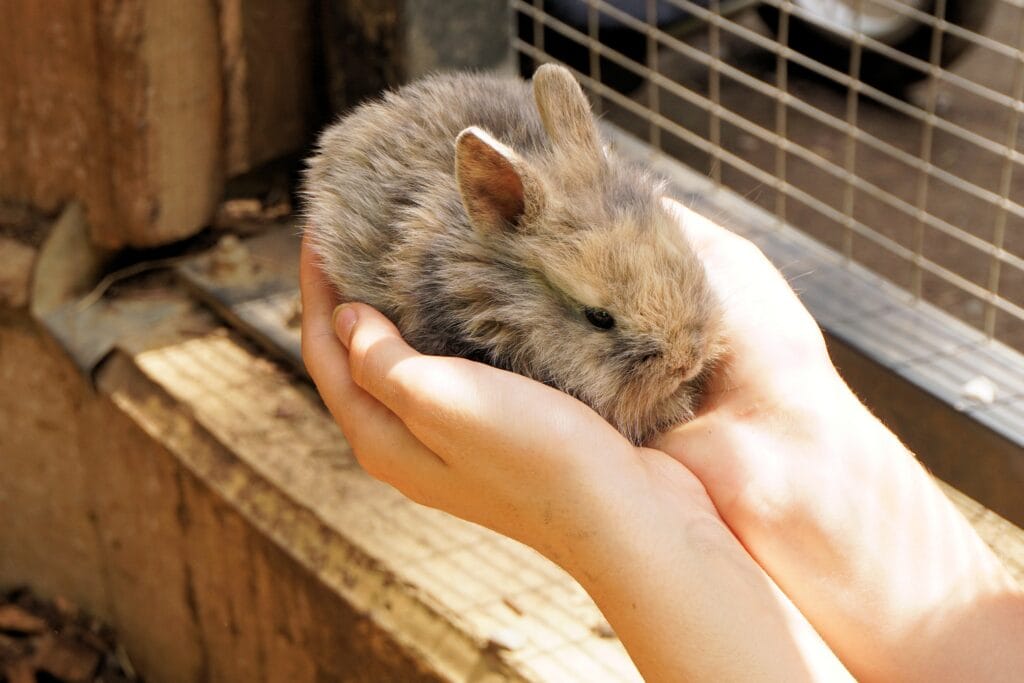rabbit care