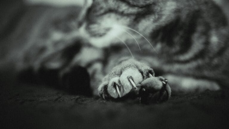 Learn how to cut cat nails safely with our step-by-step guide. Keep your feline friend calm and comfortable during nail trimming sessions.