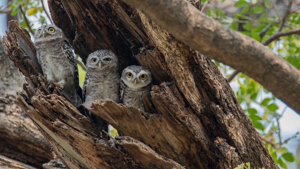 Owl Breeding Secrets