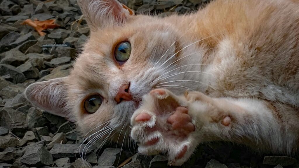how to cut cat nails