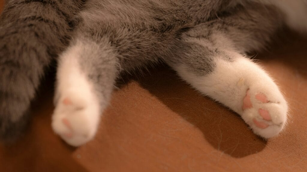 how to cut cat nails