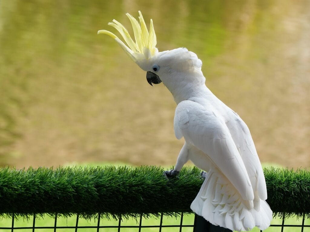 Parakeet Sounds
