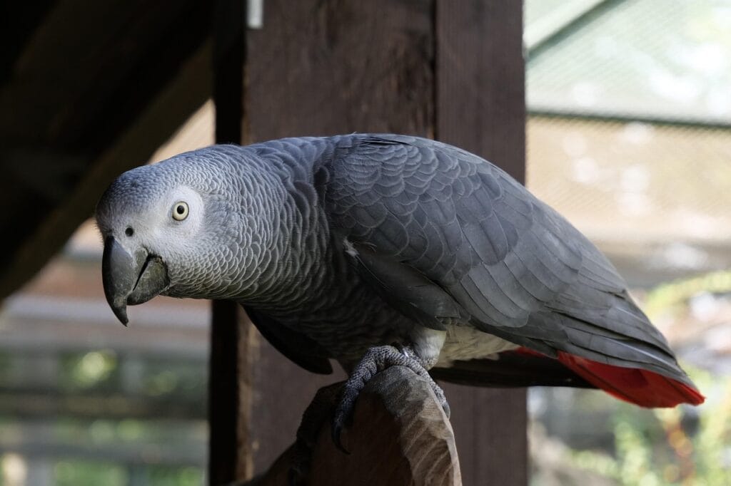 African gray as pet