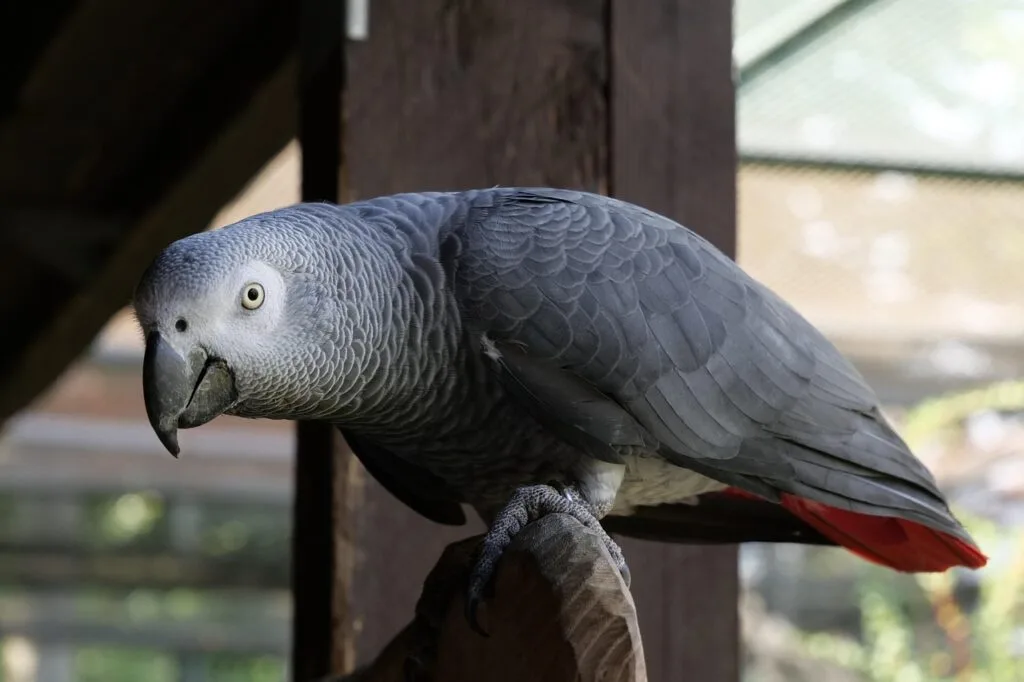 African gray as pet 