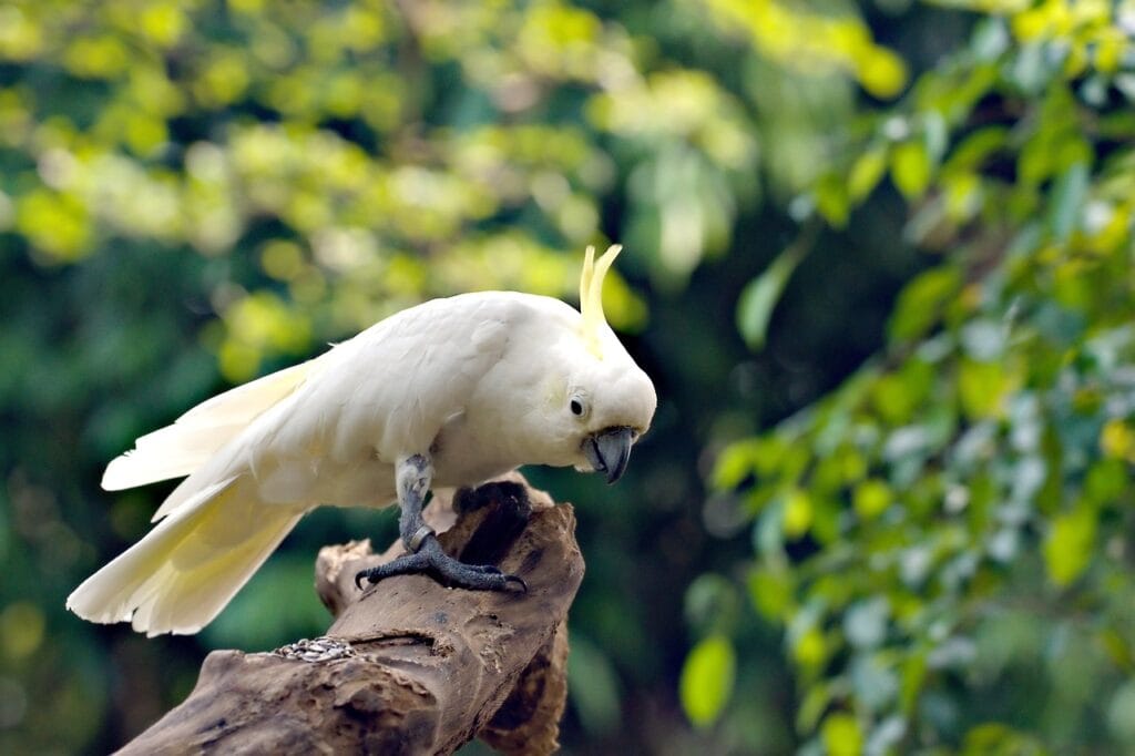 pet birds