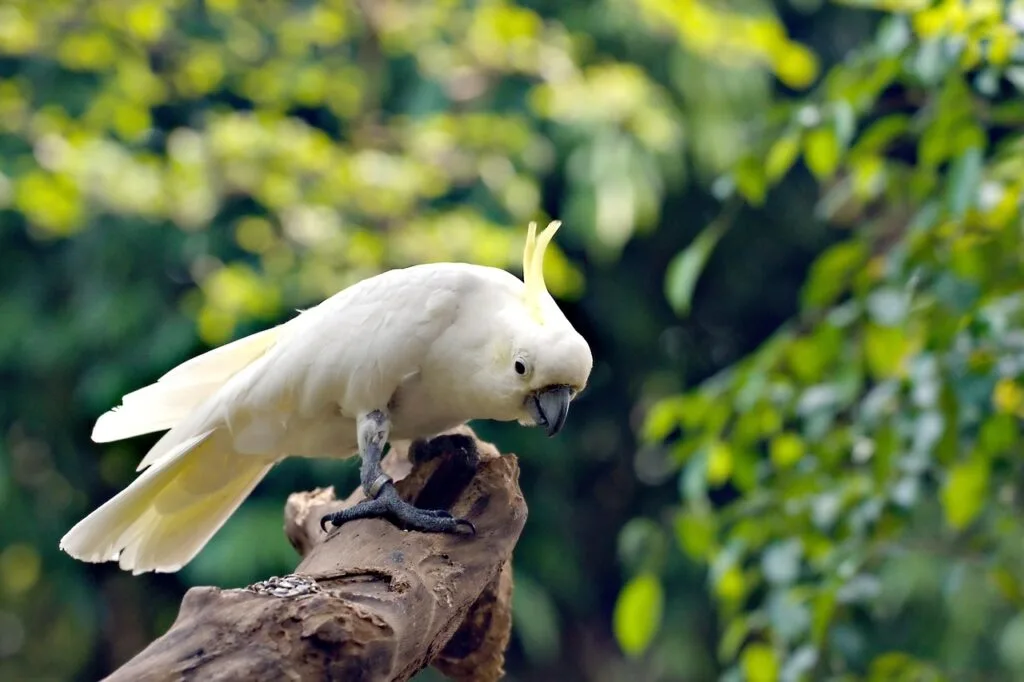 pet birds