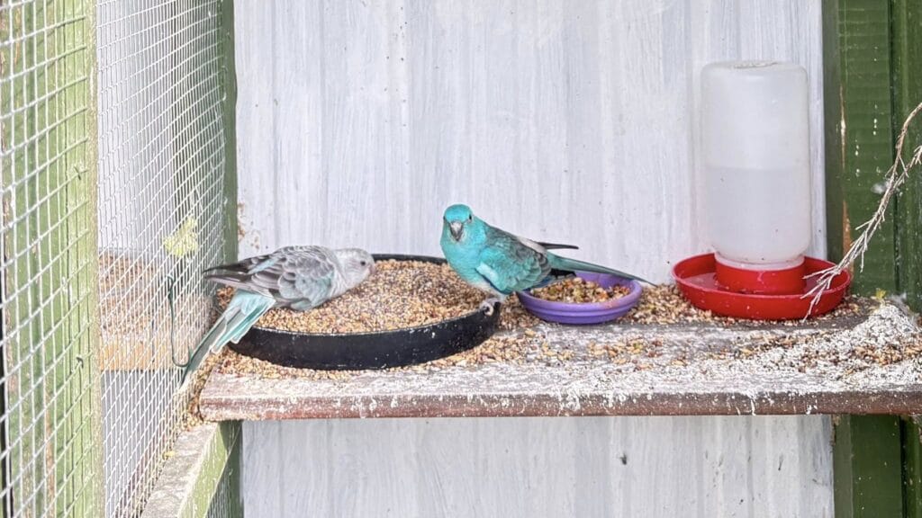 Red Rumped Parrots
