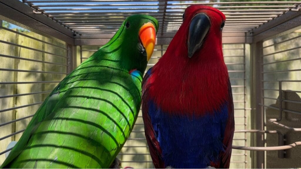 Eclectus parrot