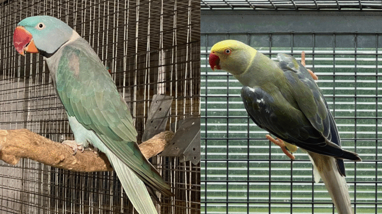 Compare Alexandrine parrot and ringneck species. Discover size, temperament, and care differences to choose your perfect feathered companion.