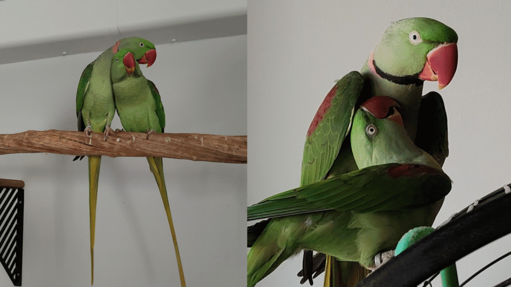 alexandrine parrot