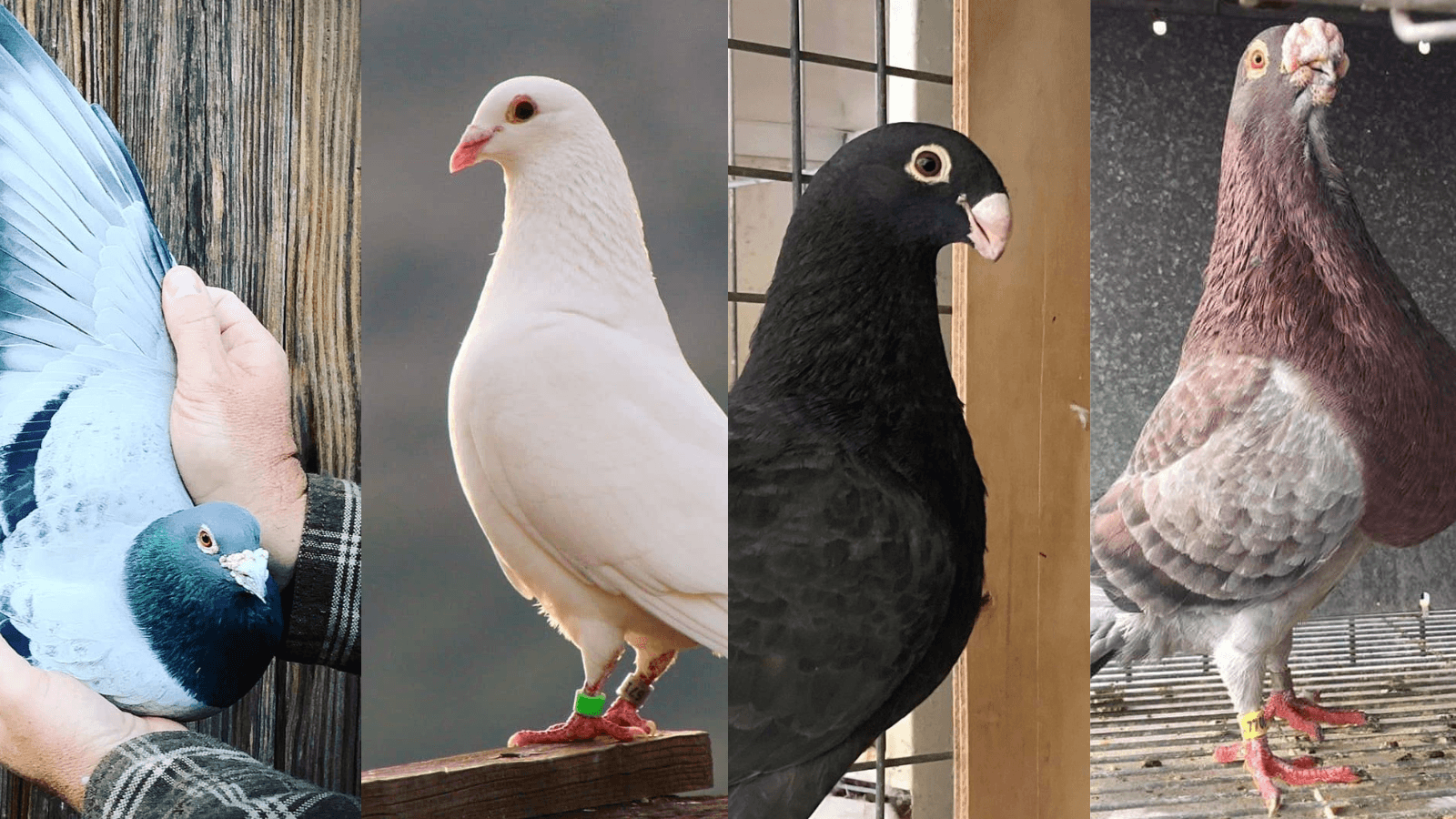Learn what do pigeons eat for optimal health. Complete feeding guide with proper nutrition, portions, and foods to avoid.