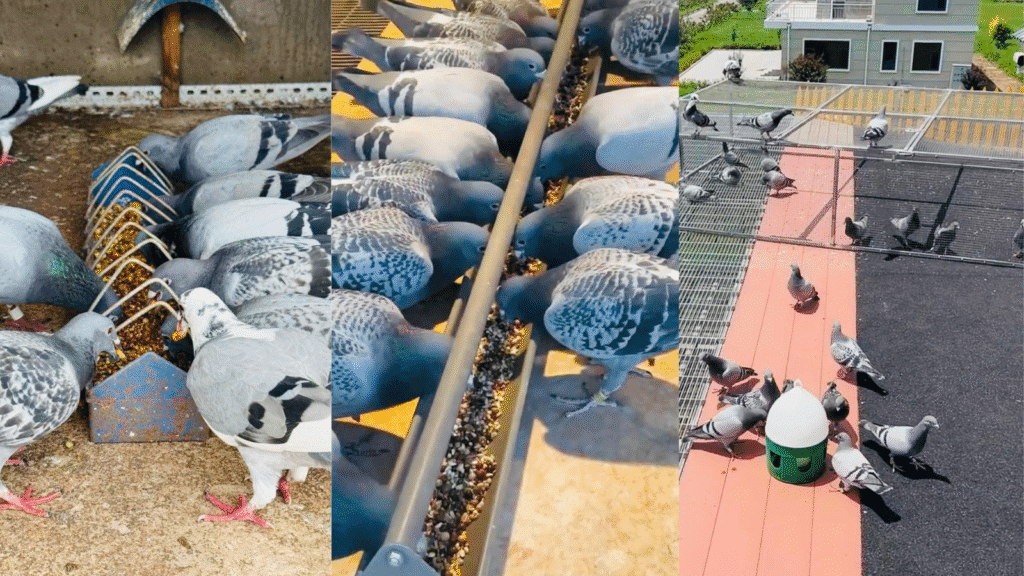 What Do Pigeons Eat