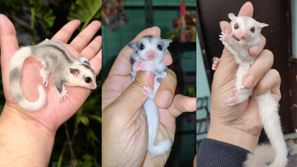 sugar gliders as pets