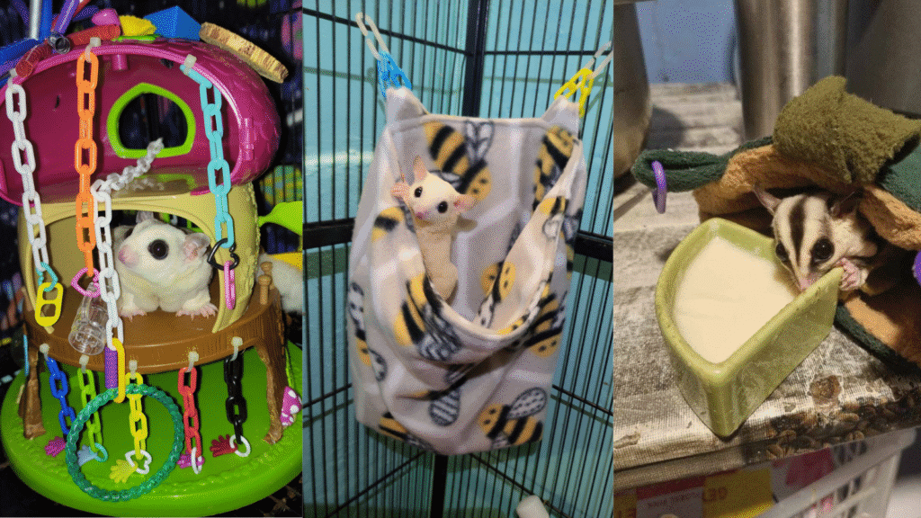 sugar gliders as pets