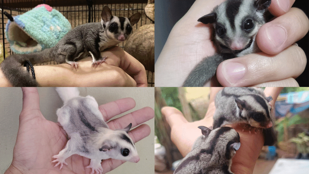 sugar gliders as pets
