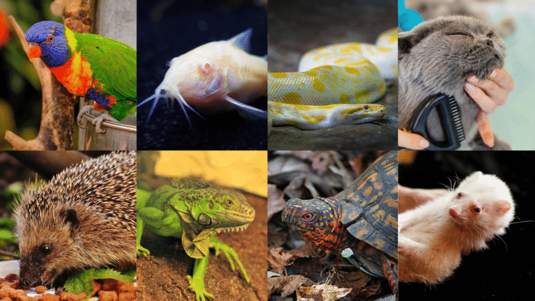 Exotic pets need special attention—discover 7 powerful tips on care, feeding, and breeding to keep your unusual companions healthy and thriving.
