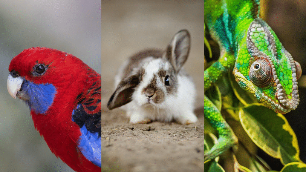 exotic pets