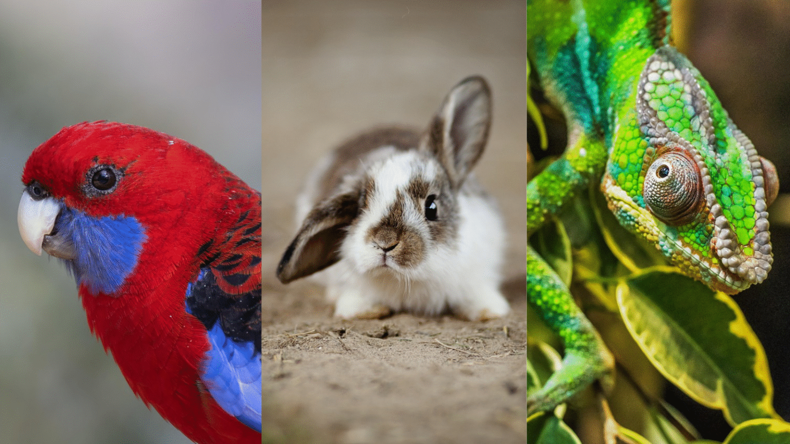 Exotic Pets: 7 Powerful Care And Breeding Tips Every Beginner Must Know ...