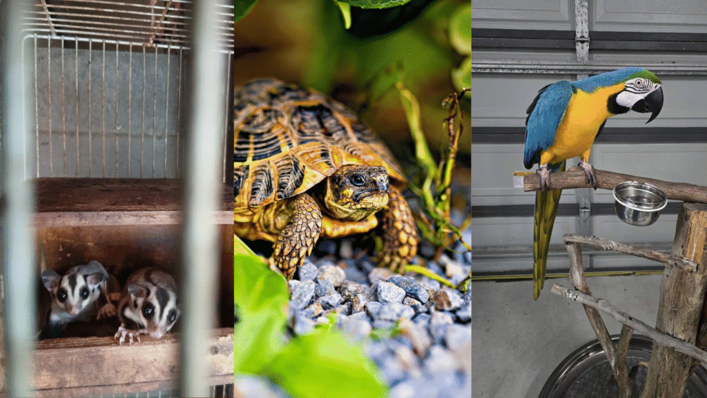 exotic pets