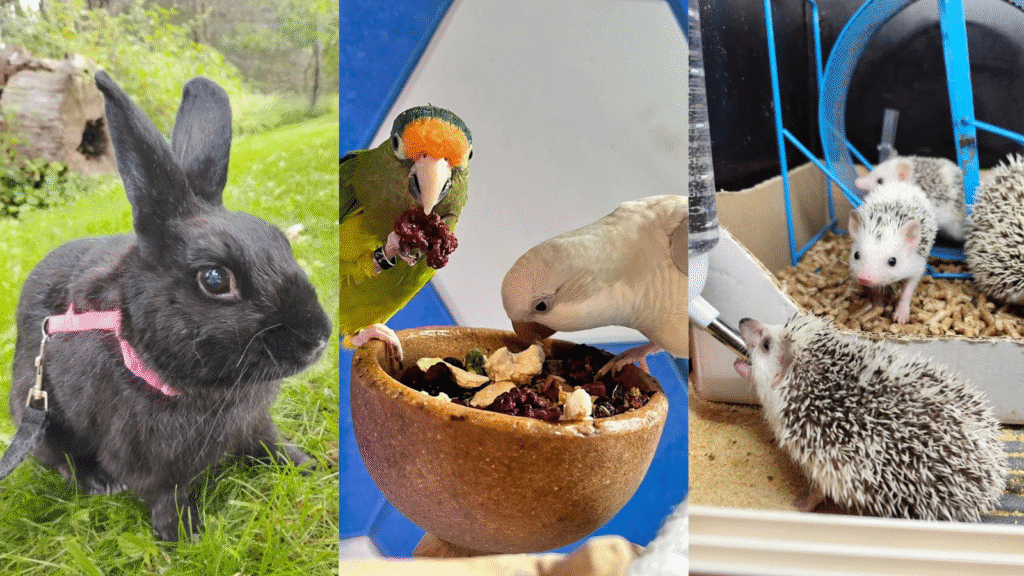Exotic pets