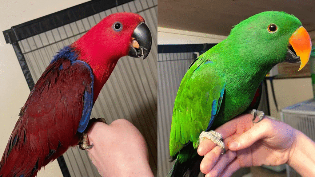 Eclectus parrot