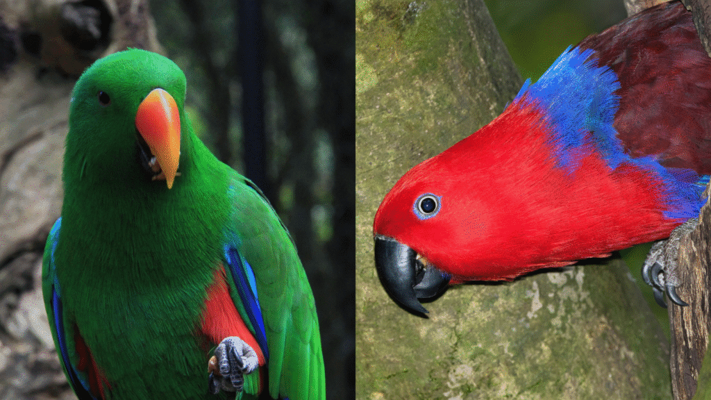 Eclectus parrot