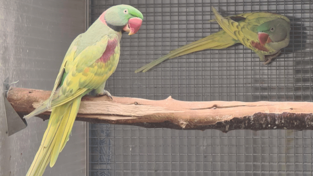 alexandrine parrot