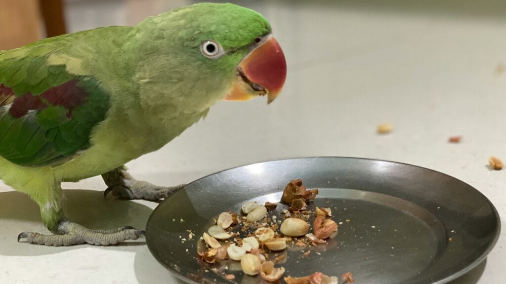 alexandrine parrot