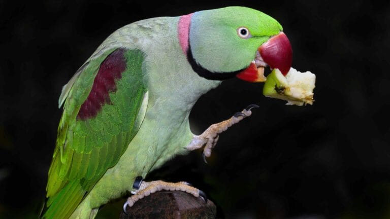 Master Alexandrine parrot care with expert tips on diet, housing, and training. Keep your feathered friend thriving with proven techniques.