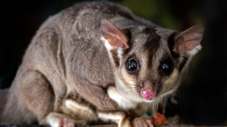 Discover why sugar gliders as pets are taking over! Learn 7 essential care tips that will transform your experience with these adorable companions.