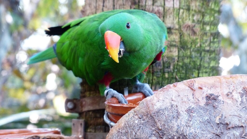 Eclectus parrot