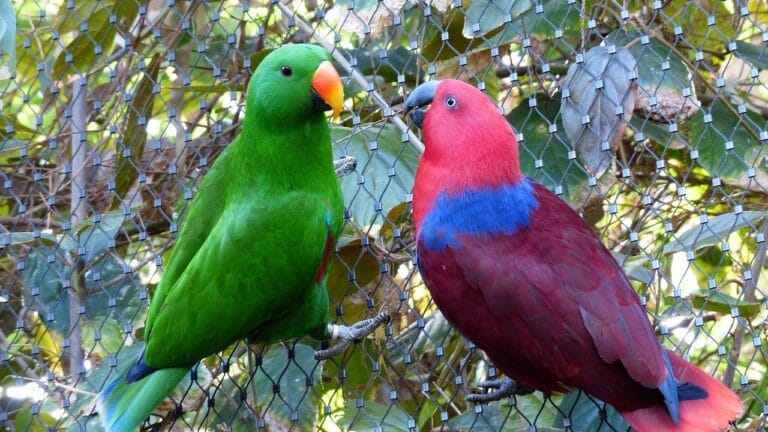 Learn everything about eclectus parrot care, behavior, and unique traits. Discover why these colorful parrots make extraordinary pets.