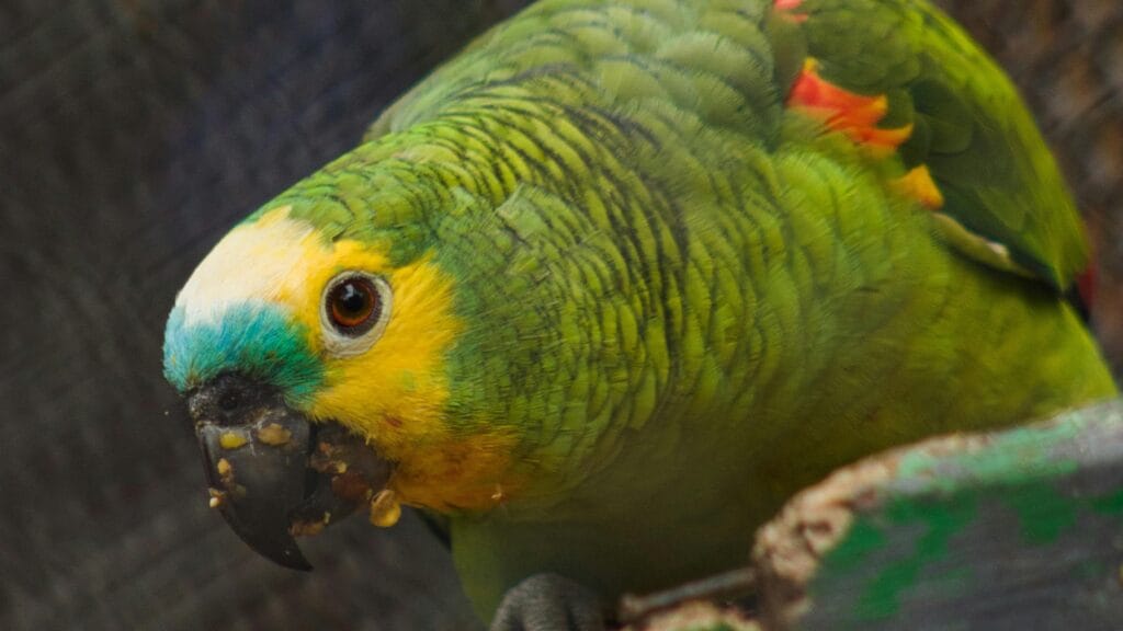Exotic pets