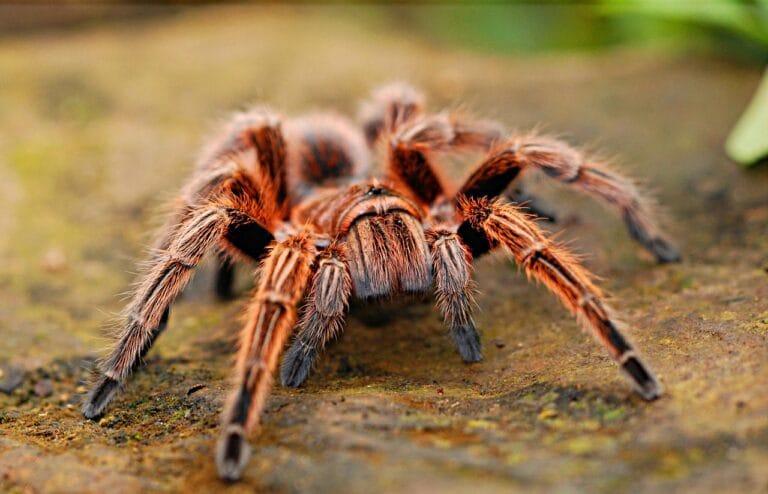Discover what do tarantulas eat in the wild and captivity! From crickets to birds, learn 10 surprising dietary secrets every spider lover needs.