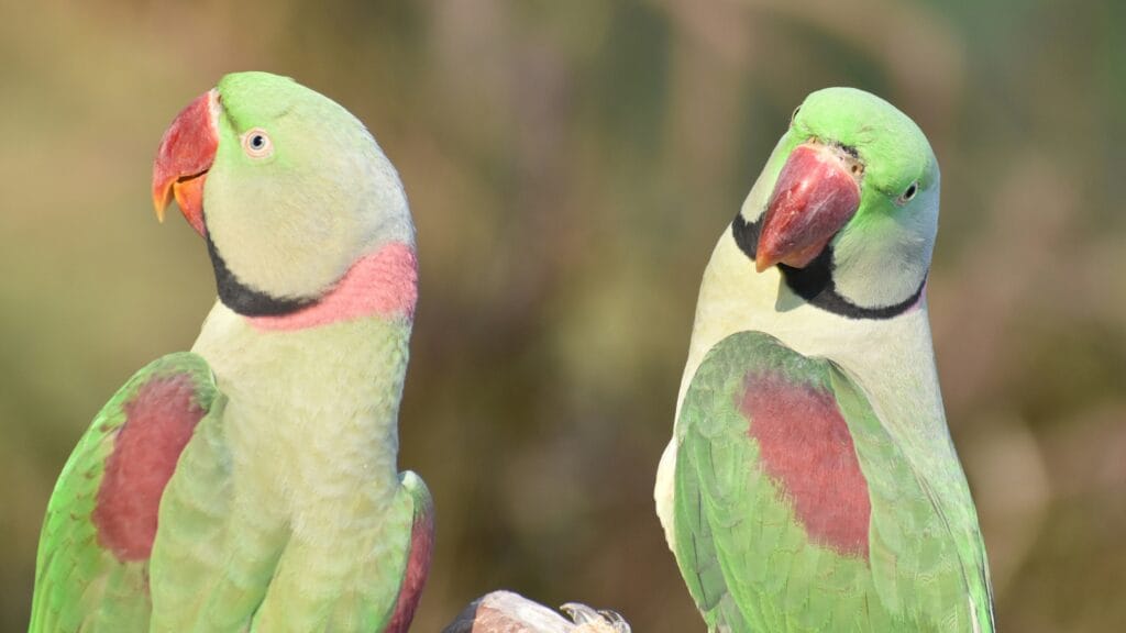 alexandrine parrot