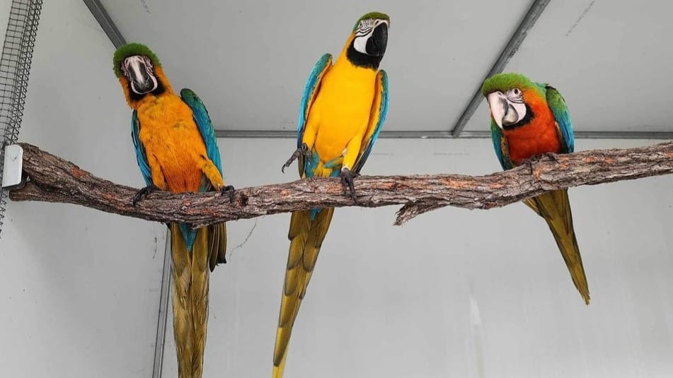 how much are parrots