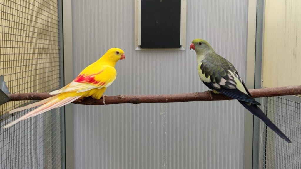 how much are parrots