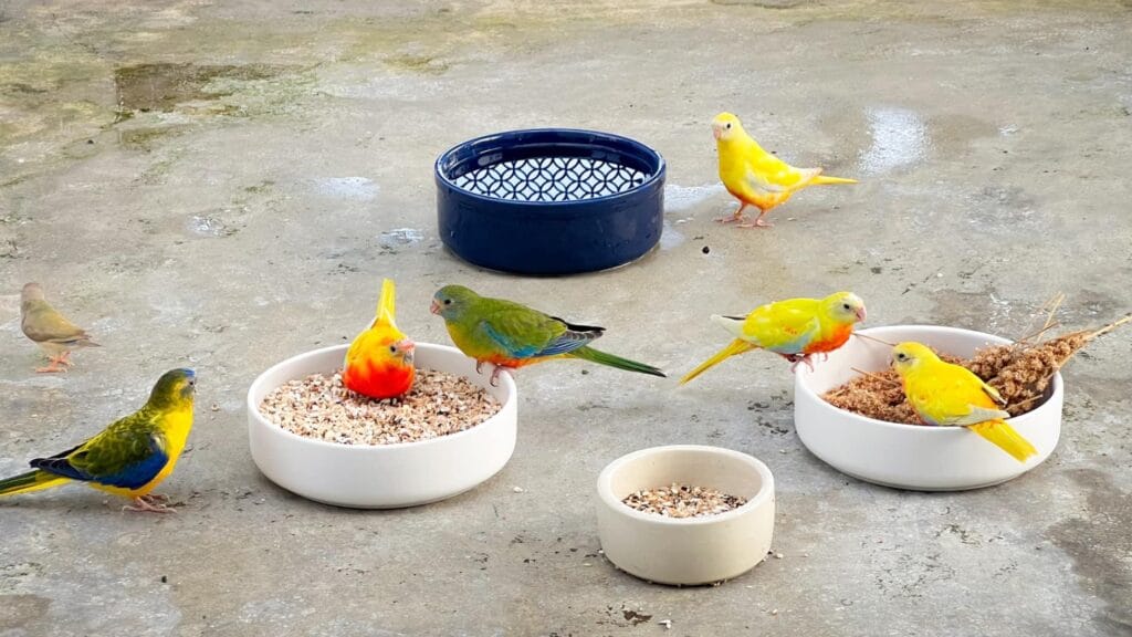 Turquoise Parakeets
