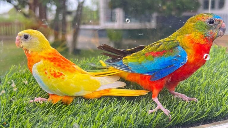 Discover the complete aviculture guide to the Turquoise Parakeet (Neophema pulchella). Learn about diet, housing, breeding, health, and care tips for successful parakeet keeping.