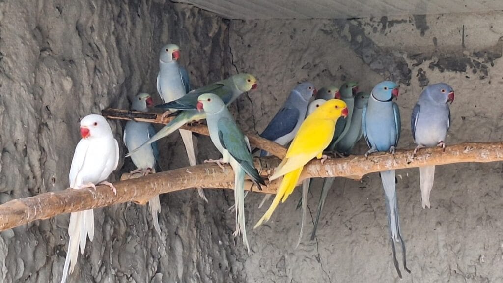 how much are parrots