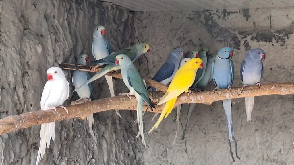 how much are parrots