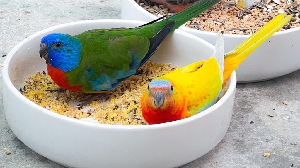 Healthy parakeet food mix with seeds, fruits, and vegetables.